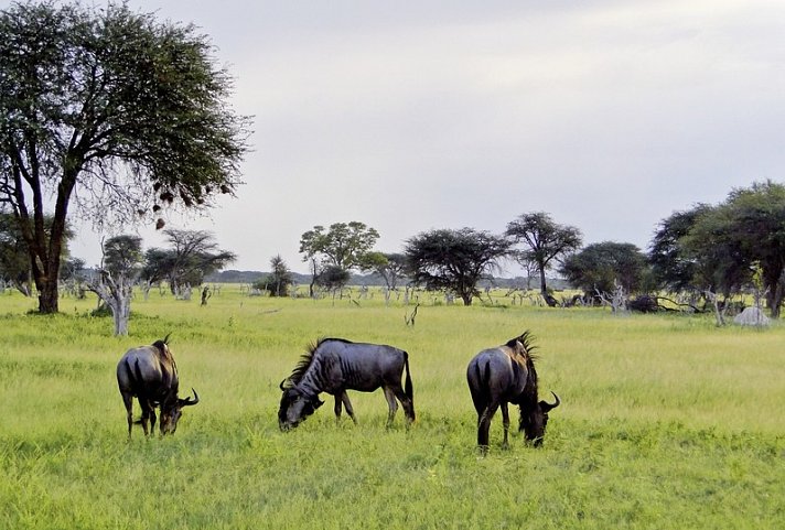 Viktoria Fälle & Safari Abenteuer ab Victoria Falls/bis Kasane