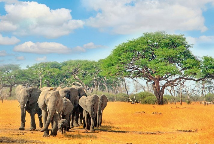Viktoria Fälle & Safari Abenteuer ab Victoria Falls/bis Kasane