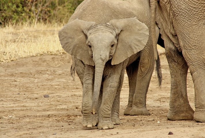 Viktoria Fälle & Safari Abenteuer ab Victoria Falls/bis Kasane