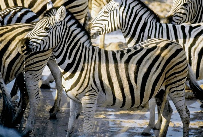 Ausflugspaket Etosha Nationalpark