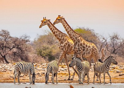 Ausflugspaket Etosha Nationalpark Windhoek