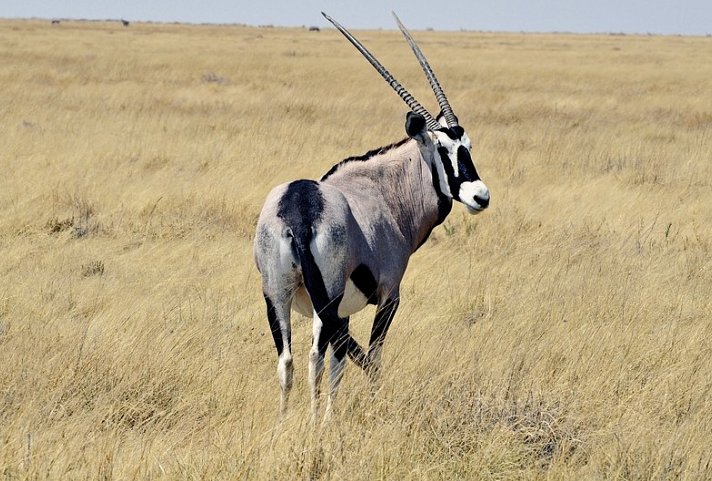 Go4Namibia - Erlebnisreise für die ganze Familie - Nordtour