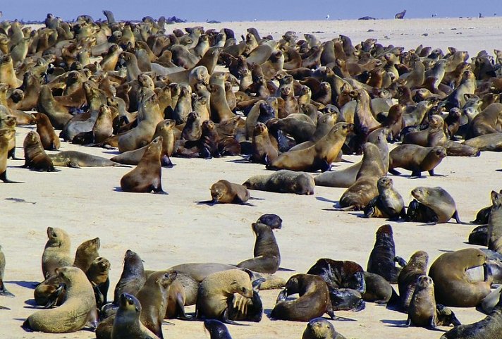 Best of Namibia Superior