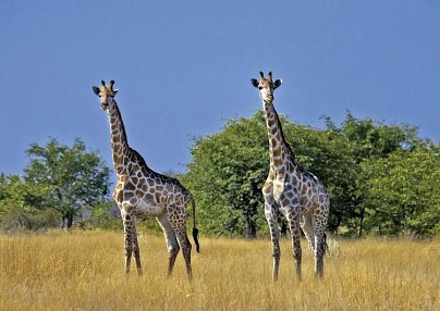 Namibia & Botswana auf eigene Faust Windhoek