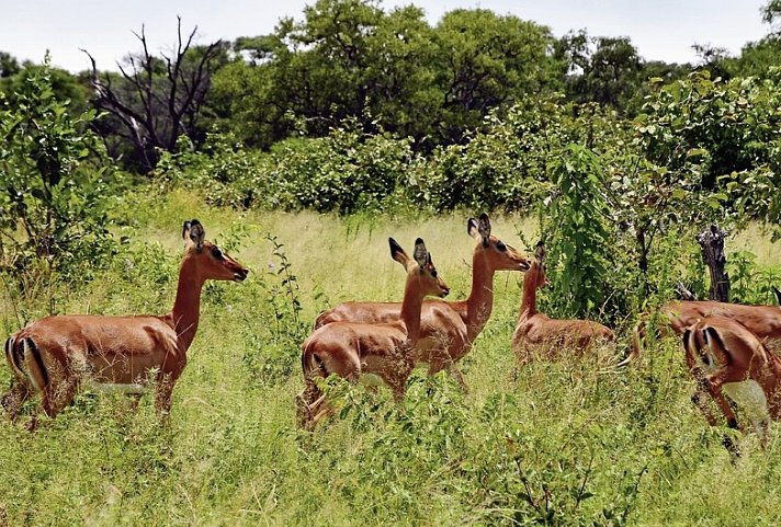 Namibia & Botswana auf eigene Faust