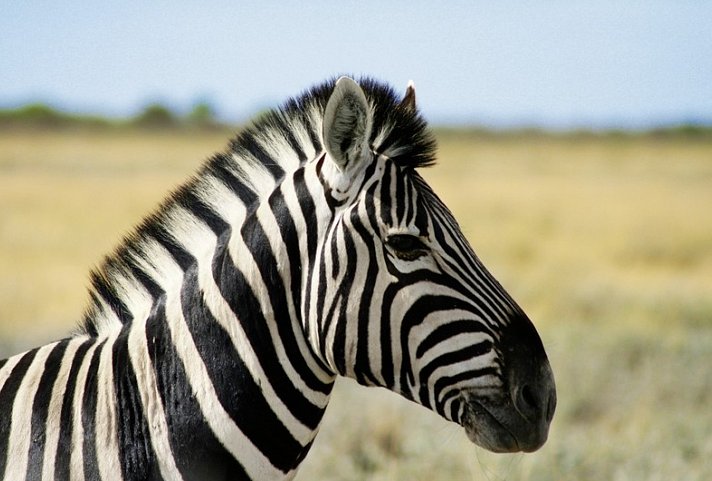 Namibia & Botswana auf eigene Faust