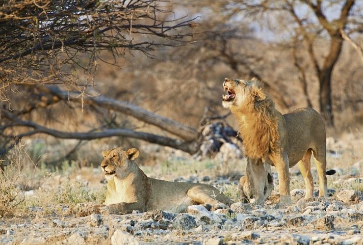 Namibias Nationalparks