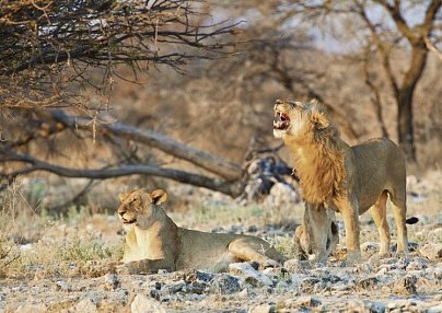 Namibias Nationalparks Windhoek