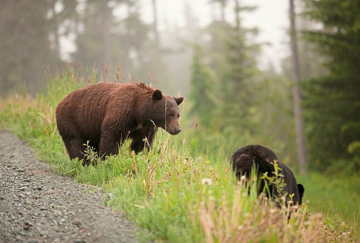 Bären, Wale & Vancouver Island