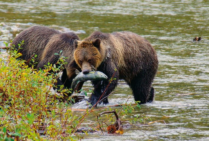 Bären, Wale & Vancouver Island