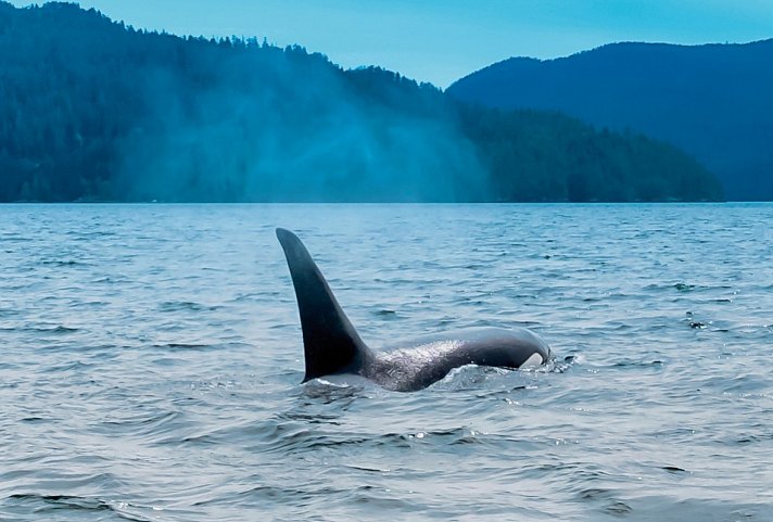 Bären, Wale & Vancouver Island