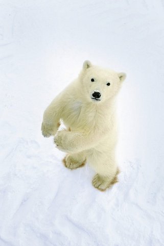 Auf den Spuren der Eisbären (5 Nächte)