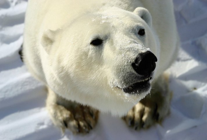 Auf den Spuren der Eisbären (5 Nächte)