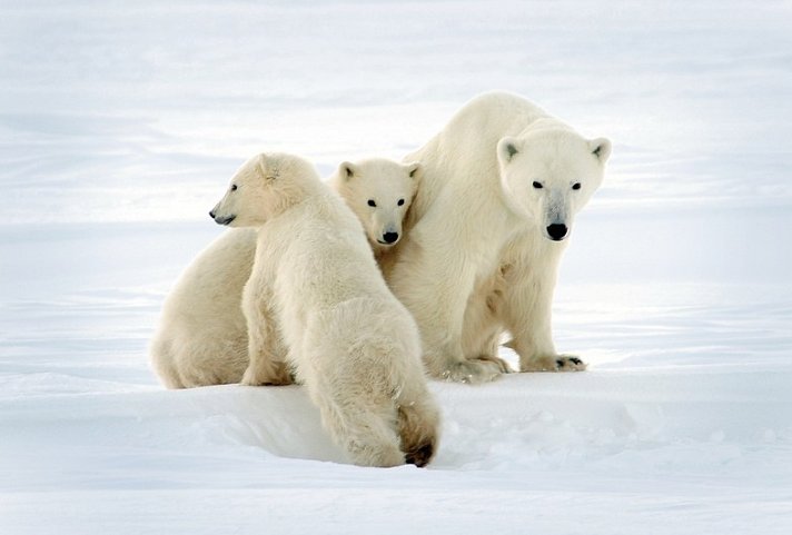 Auf den Spuren der Eisbären (5 Nächte)