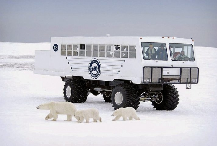 Erlebnis Eisbären mit Tundra Buggy Lodge (5 Nächte)