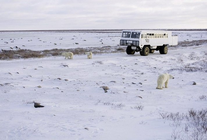 Erlebnis Eisbären mit Tundra Buggy Lodge (5 Nächte)