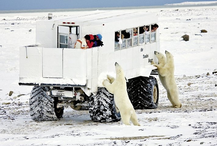 Erlebnis Eisbären mit Tundra Buggy Lodge (5 Nächte)