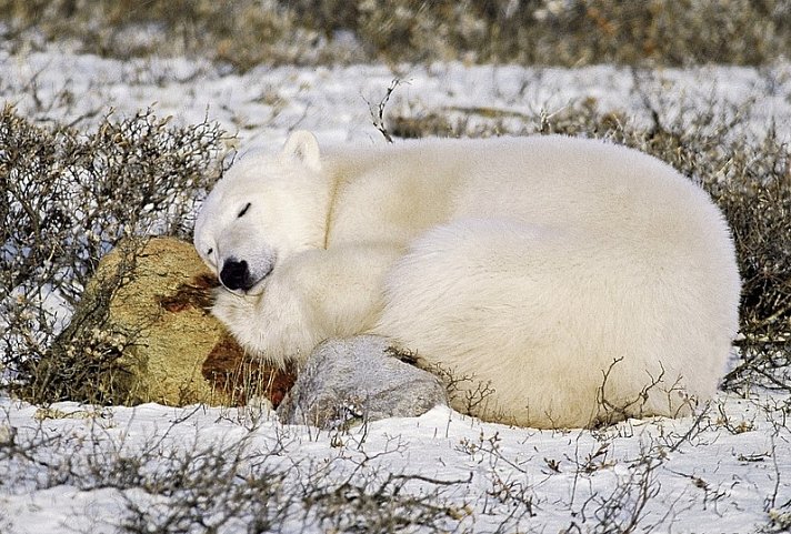 Erlebnis Eisbären mit Tundra Buggy Lodge (6 Nächte)