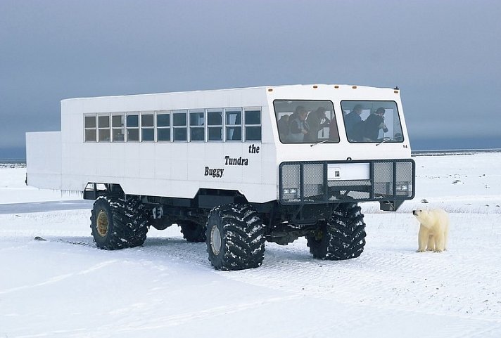 Erlebnis Eisbären mit Tundra Buggy Lodge (6 Nächte)