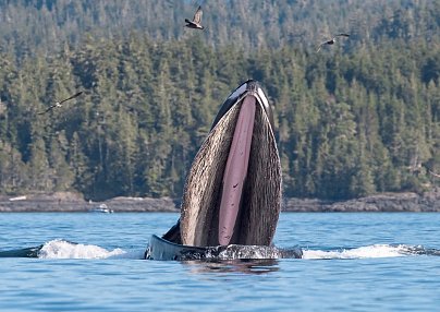 Orca Camp hautnah Port McNeill