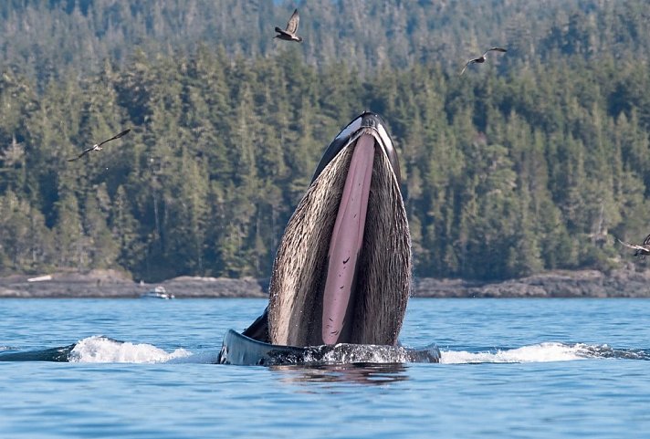 Orca Camp Family Adventure