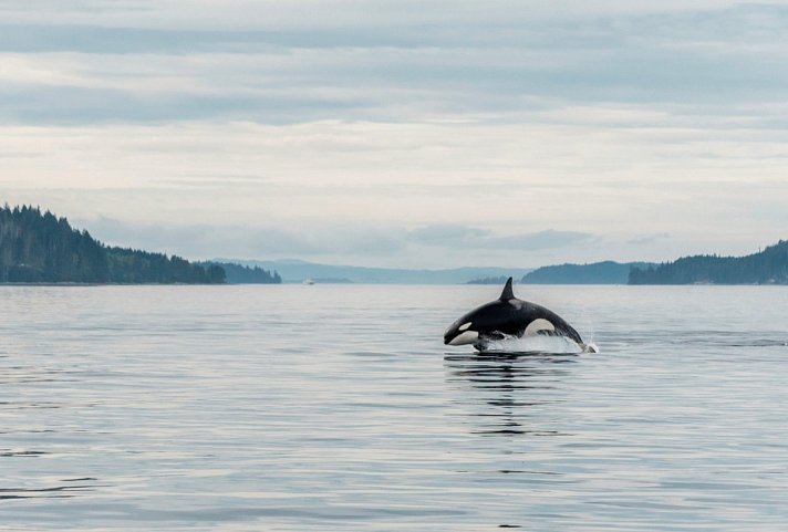 Orca Camp Family Adventure