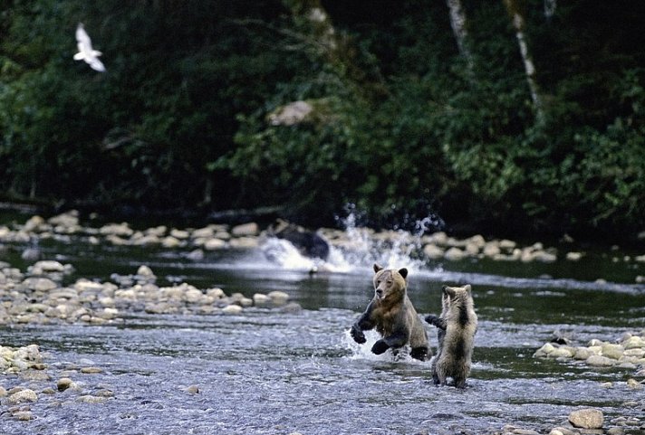 Great Bear Adventure
