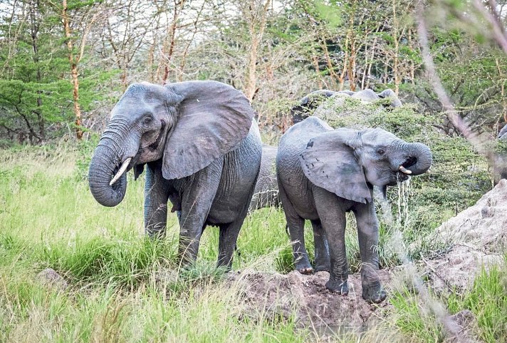 Saadani Safari