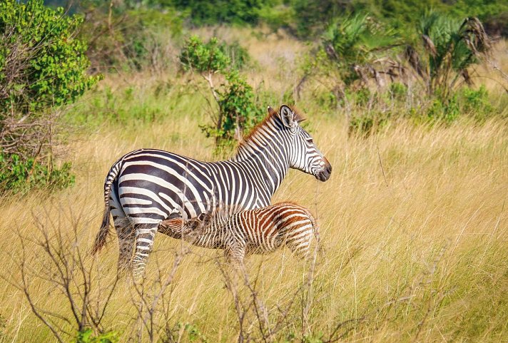 Saadani Safari