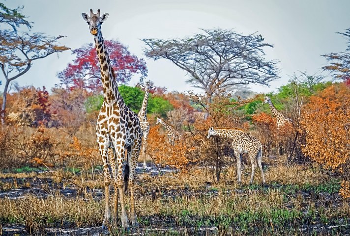 Saadani Safari (2 Nächte)