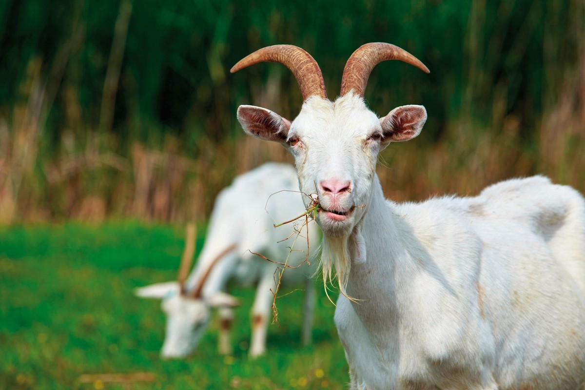 Das Alpenhaus Gasteinertal