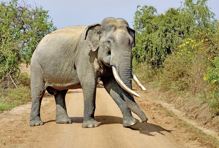 Sri Lanka Classic (Gruppenreise)
