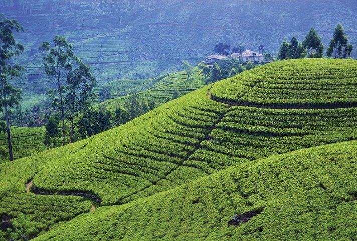 Sri Lanka kompakt (Gruppenreise)