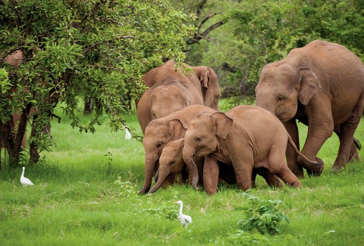 Sri Lanka Allround (Gruppenreise)