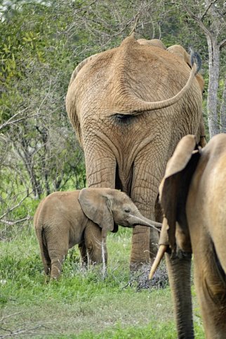 Abenteuer Kenia