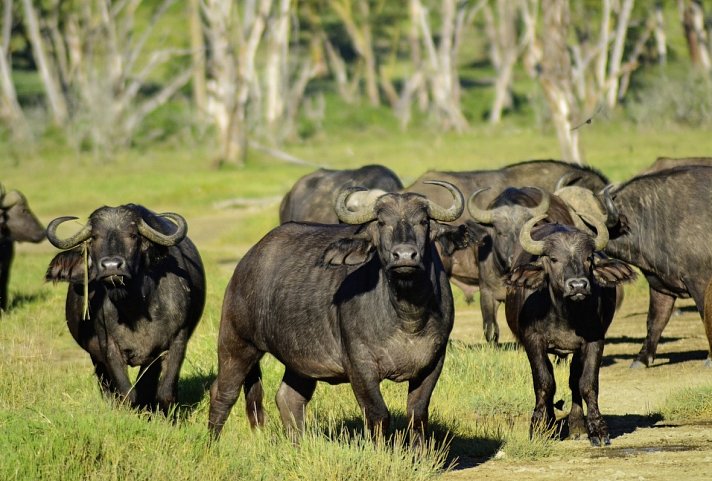 Abenteuer Kenia