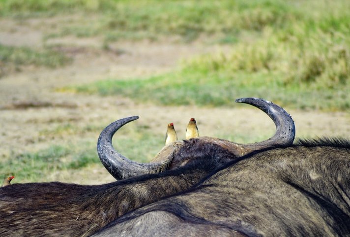 Abenteuer Kenia