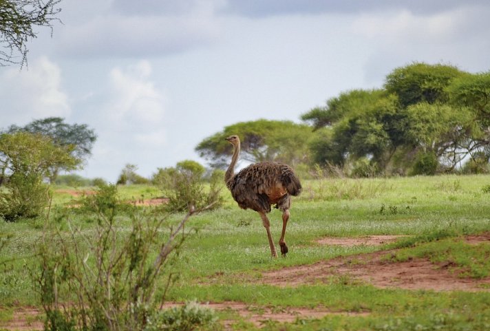 Abenteuer Kenia