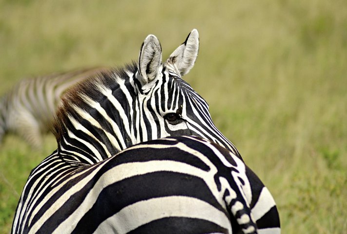 Abenteuer Kenia