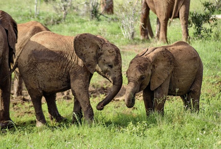 Abenteuer Kenia