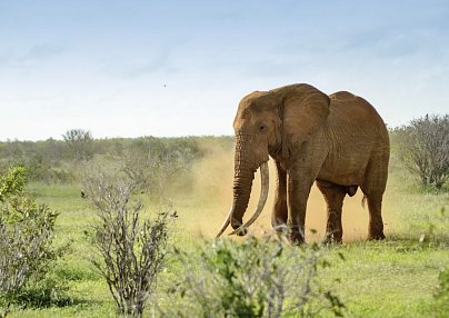 Tsavo Abenteuer Mombasa