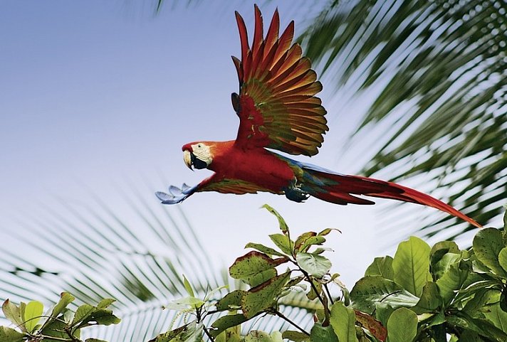 Wildlife Pur von der Karibik zum Pazifik