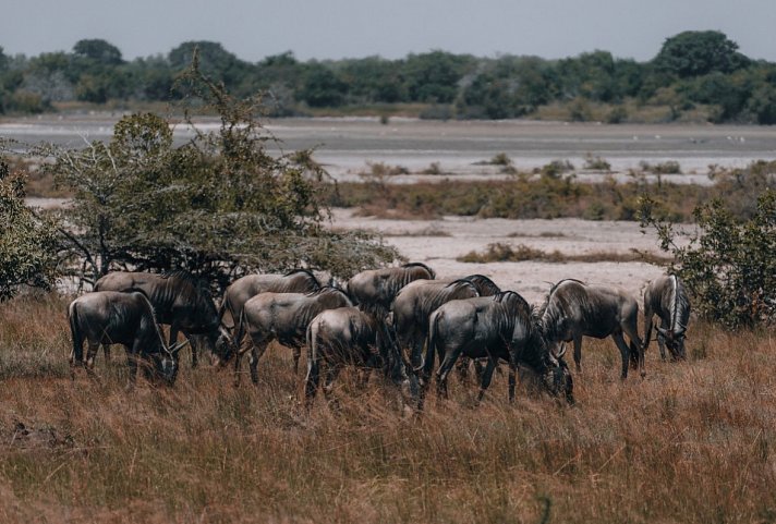 Saadani Safari