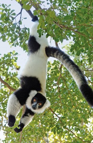 Madagaskar Highlights