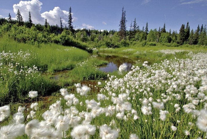 A Taste of Alaska