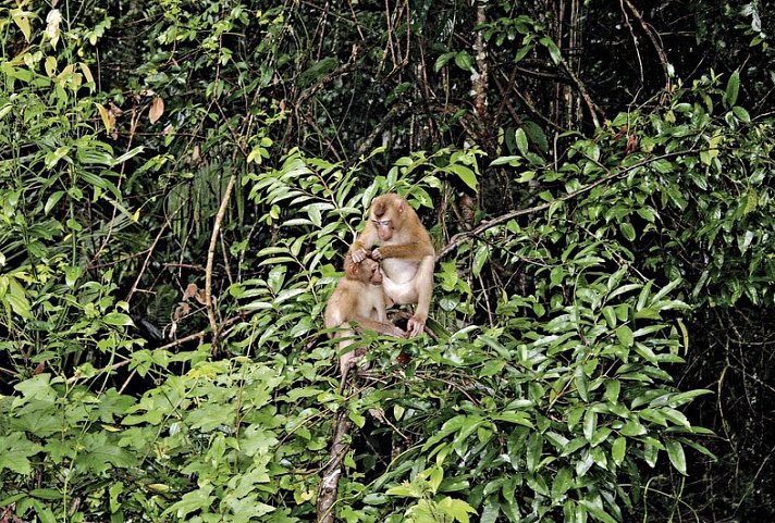 Khao Yai Nationalpark