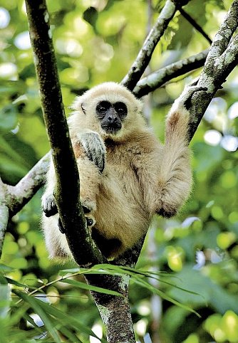 Khao Yai Nationalpark