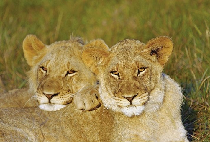 Go4South Africa - Erlebnisreise für die ganze Familie
