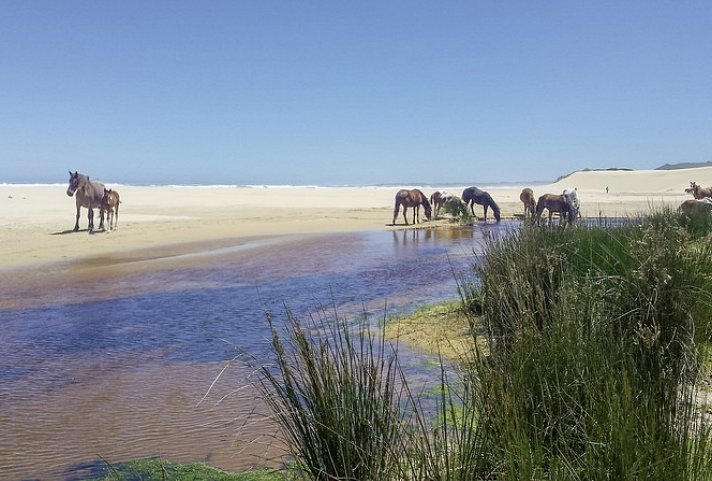 Gartenroute zum Verweilen (Kapstadt - Gqeberha (Port Elizabeth))
