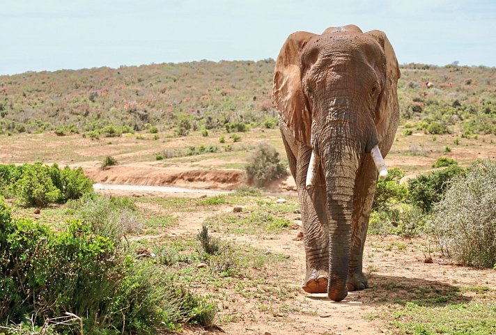 Faszination Gartenroute, Karoo und Addo